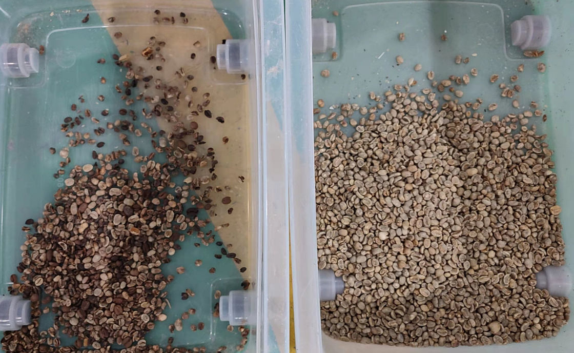 Automatische Bonen Kleur Sorter Koffiebonen Sorteermachine Multifunctionele Separator voor Sojabonen Linzen Kikkererwten