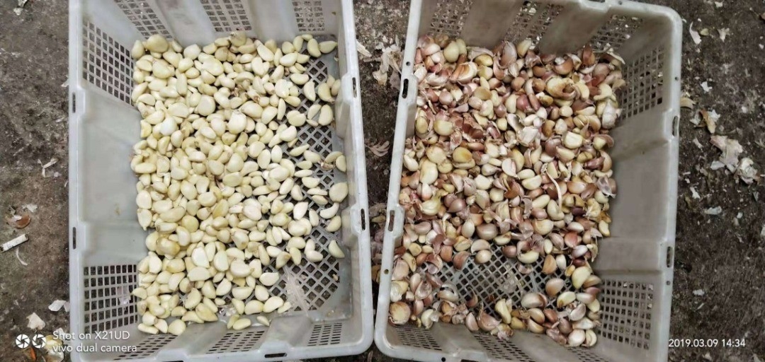 Van het Knoflookoptica van 448 Kanalen Plantaardige Olive Fruit Sorting Machine Unpeeled de Kleurensorteerder