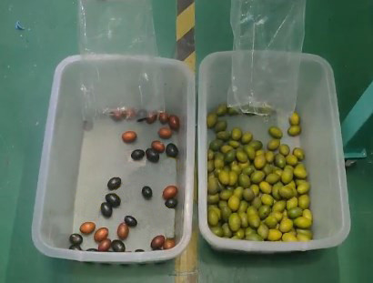Van het Knoflookoptica van 448 Kanalen Plantaardige Olive Fruit Sorting Machine Unpeeled de Kleurensorteerder