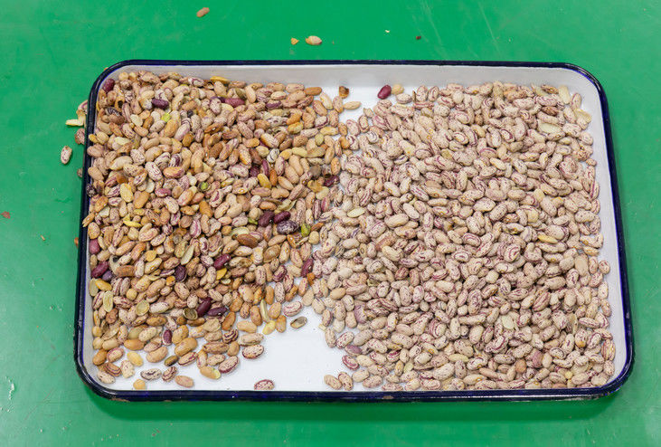 De gepelde van de de Okkernootrozijn van de Pindaamandel Hellingen van de de Kleurensorteermachine CCD 5