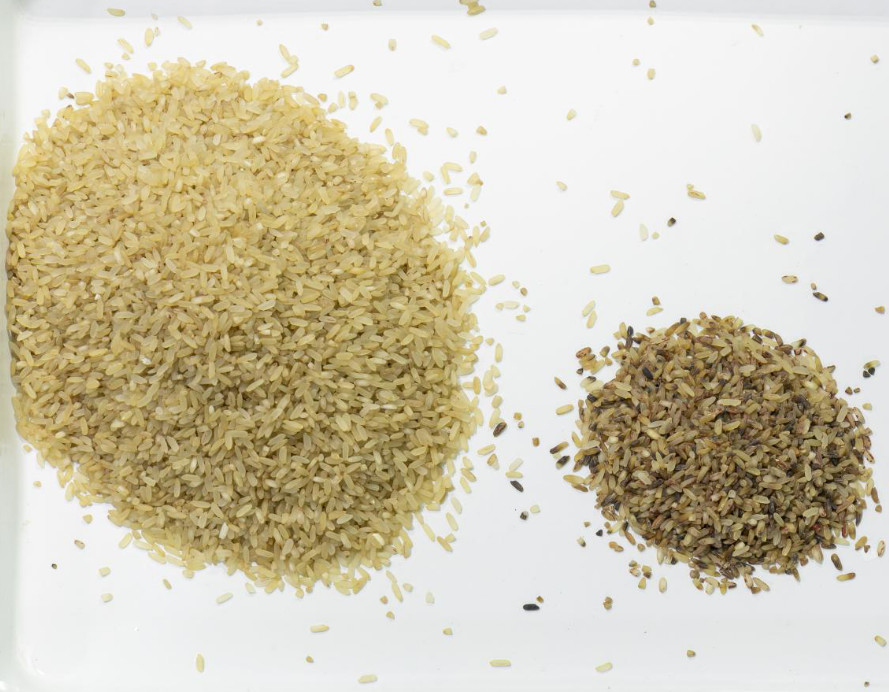 Hoge snelheid Mini Rice Color Sorting Machine voor Gele/Bastami-Rijst