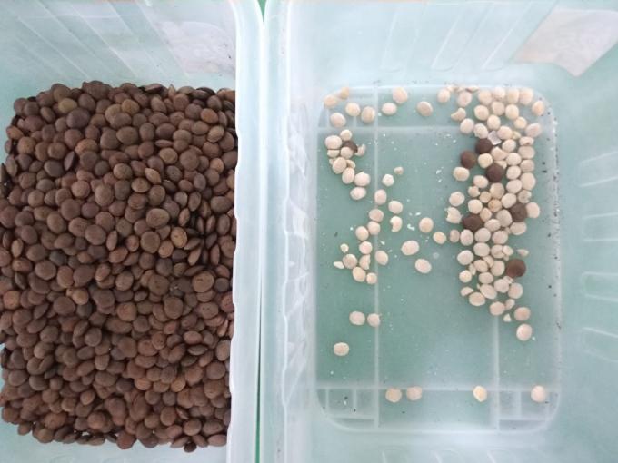 2025 Warmverkoop Fabrieksprijs CCD Noot Kleur Sorter Macadamia Noot Separatie Apparatuur met CE 4