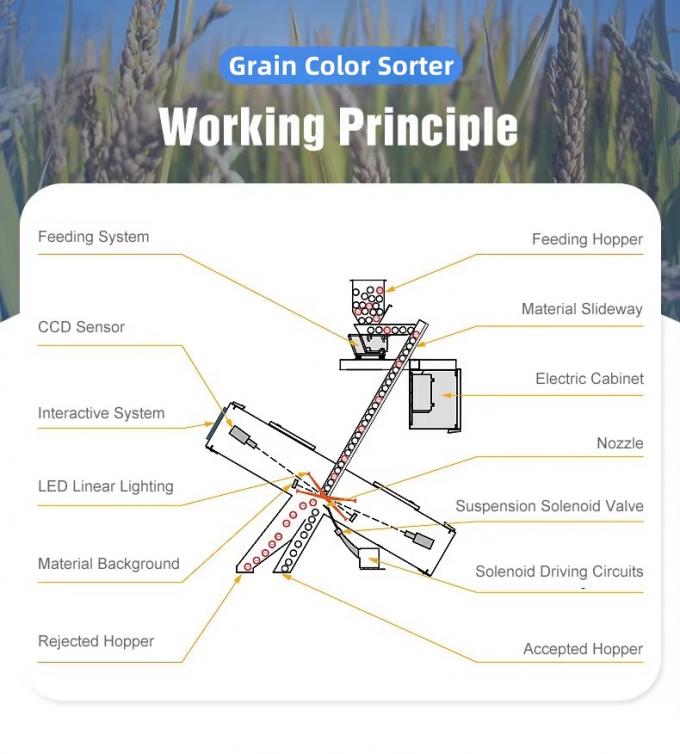 Wenyao Chinese Fabriek 7 Chute Style High Technology Graan Sesam Kleur Sorteren Machine 3