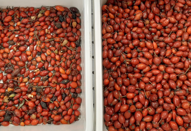 Wenyao 2025 Warm verkoop Zaden Sorteren Volledig automatisch Chia Zaden Linnen Zaden Kleur Sorteren Machine 10