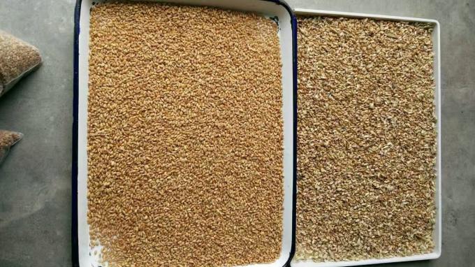 Wenyao 2025 Warm verkoop Zaden Sorteren Volledig automatisch Chia Zaden Linnen Zaden Kleur Sorteren Machine 11