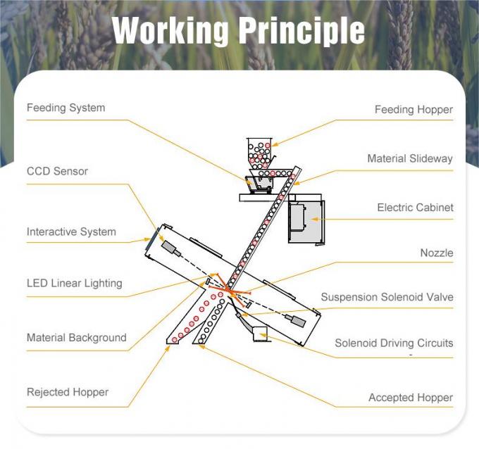 WENYAO Landbouw Hoge Snelheid Tarwe Kleur Sorteerder Met AI Besturingssysteem 5