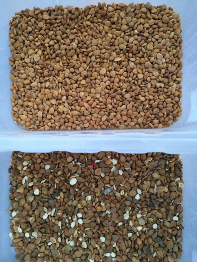 Accuracy CCD Camera Automatische Macadamia Noot Kleur Sorteren Machine 11