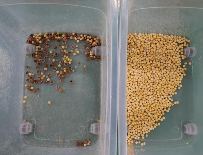 Accuracy CCD Camera Automatische Macadamia Noot Kleur Sorteren Machine 12