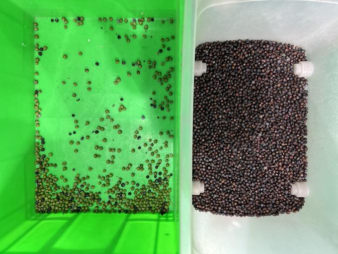 Wenyao Automatische Kleurscheiding Verse Blauwe Bes Jeneverbes Kleursorteermachine 5