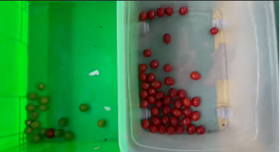 Wenyao Automatische Kleurscheiding Verse Blauwe Bes Jeneverbes Kleursorteermachine 7