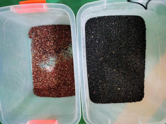 Wenyao Automatische Zwarte Peper Kleursorteermachine voor Zaden en Bonen met Hoge Precisie 9