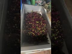 Coffee Cherry Soybean CCD Mini Seeds Color Sorter Machine Grain Color Sorting Machine