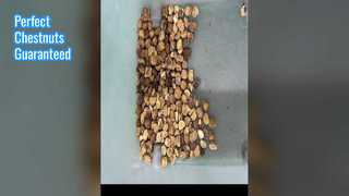 Kastanjekleurensorteerder voor noten